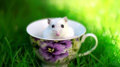 Nature grass Animals mice