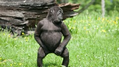 Nature grass Animals monkeys baby animals gorillas