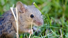 Nature grass Animals outdoors mice wildlife