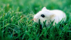 Nature grass Animals outdoors pets hamsters