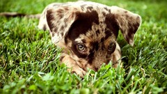Nature grass Animals Puppies Dogs outdoors