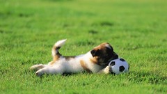 Nature grass Animals Puppies soccer balls