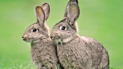 Nature grass Animals rabbits Bunnies