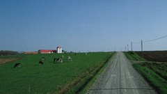 Nature grass Animals roads Cows houses fields skyscapes
