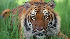 Nature grass Animals Tigers
