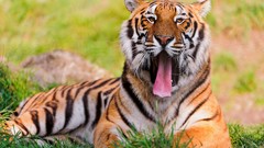 Nature grass Animals Tigers tongue yawns