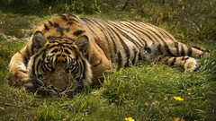 Nature grass Animals Tigers wildlife