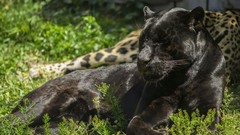 Nature grass Animals Wild pantera