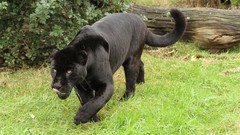 Nature grass Animals Wild pantera