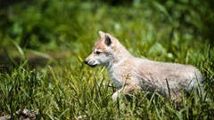 Nature grass Animals Wolves
