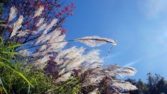 Nature grass autumn sunlight skies