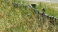 Nature grass Birds fences sunlight