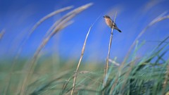 Nature grass Birds fields skyscapes