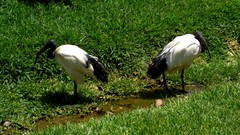 Nature grass Birds HDR Photography
