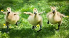 Nature grass Birds running duckling baby birds