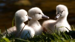 Nature grass Birds Swans baby birds