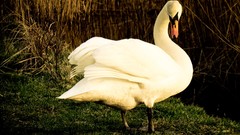 Nature grass Birds Swans lakes