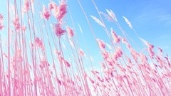 Nature grass blue clouds pink Beaches skyscapes low-angle shot