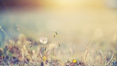 Nature grass blurred