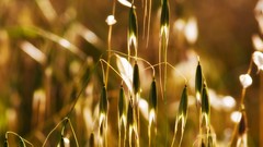 Nature grass bokeh