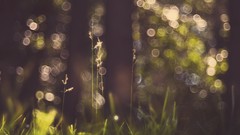 Nature grass bokeh