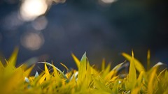 Nature grass bokeh