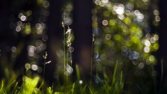 Nature grass bokeh