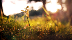 Nature grass bokeh depth