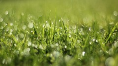 Nature grass bokeh depth of field