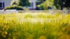 Nature grass bokeh depth of field