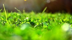 Nature grass bokeh depth of field
