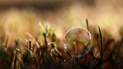Nature grass bubbles macro