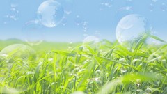 Nature grass bubbles Photo
