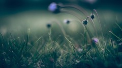 Nature grass buds depth of field