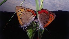 Nature grass Butterflies