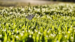 Nature grass Butterflies bokeh