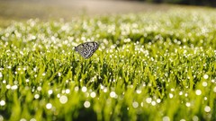 Nature grass Butterflies insects bokeh