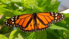 Nature grass Butterflies monarch