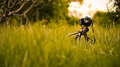 Nature grass Cameras