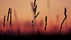Nature grass close-up