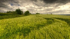 Nature grass clouds fields