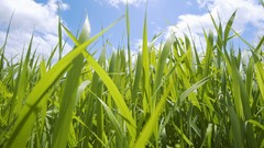 Nature grass clouds Plants