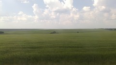 Nature grass clouds sky horizon