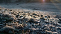 Nature grass cold white morning frost sunlight