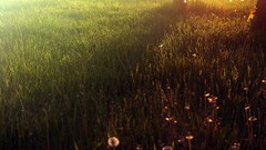 Nature grass dandelions sunlight