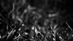 Nature grass dark black and white