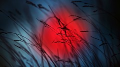 Nature grass dawn spikelets silhouettes bokeh