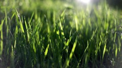 Nature grass depth of
