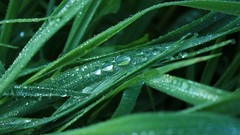 Nature grass depth of