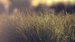 Nature grass depth of field